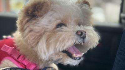 犬の免疫サプリは何を選ぶ？サプリ未導入の飼い主が選び方まで解説