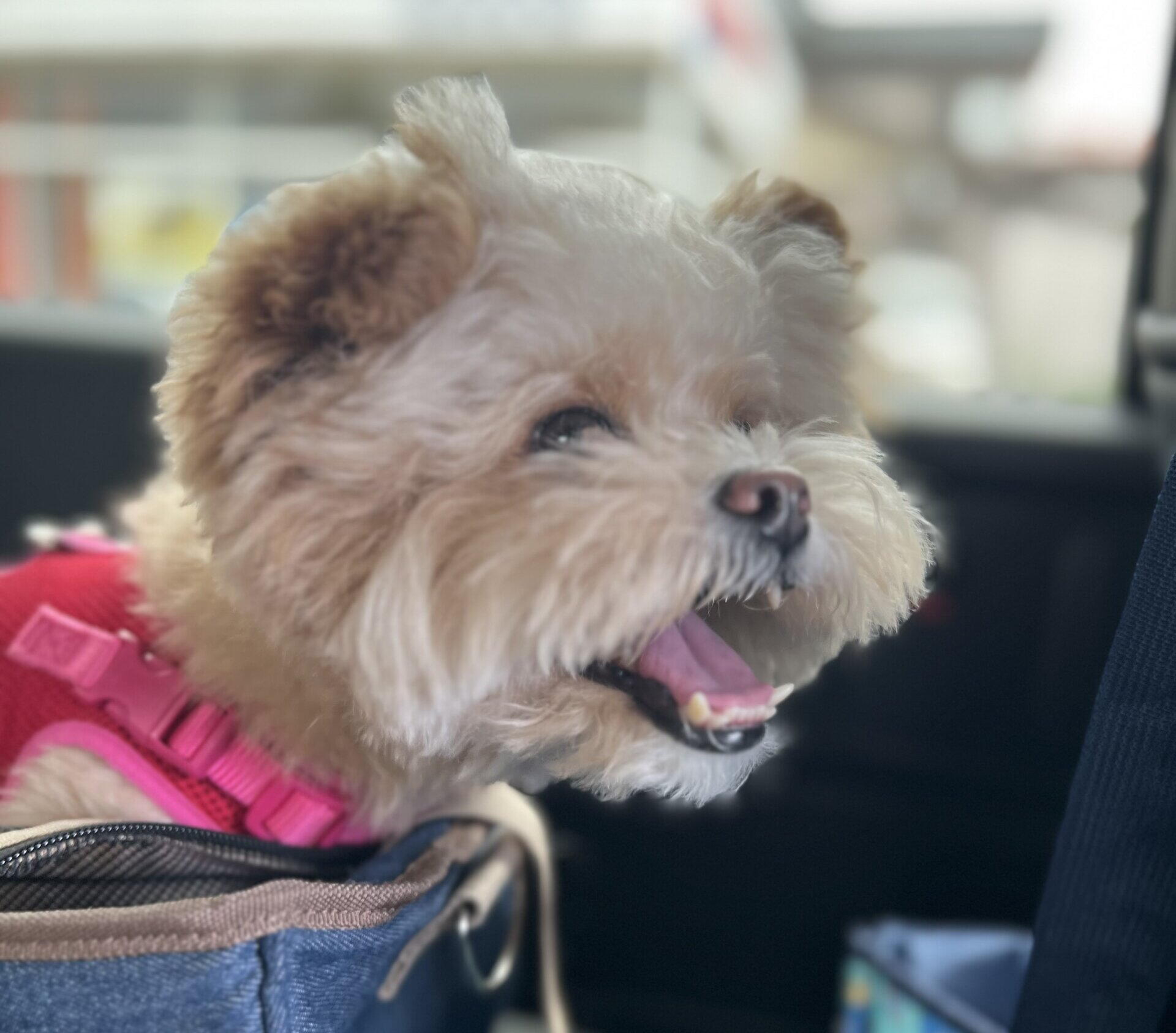 犬の免疫サプリは何を選ぶ？サプリ未導入の飼い主が選び方まで解説