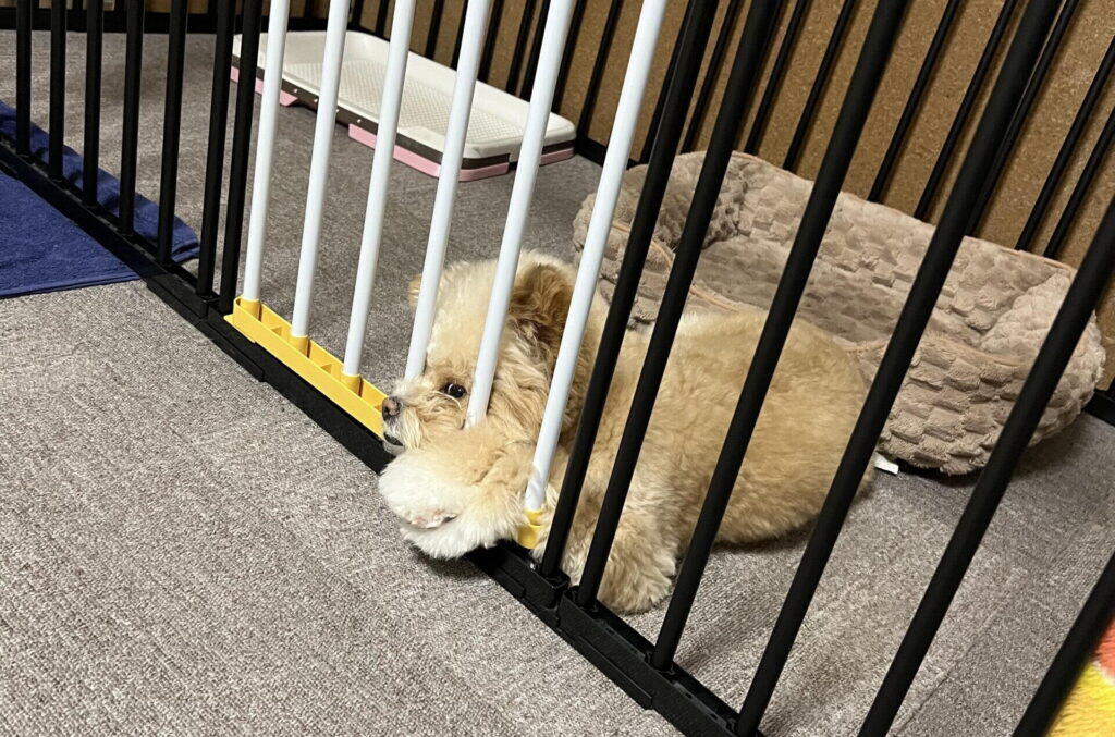 犬が突破するのは上と端の2か所です