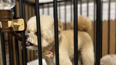犬の自動給水器おすすめは？電源とコードで選ぶ3タイプ比較
