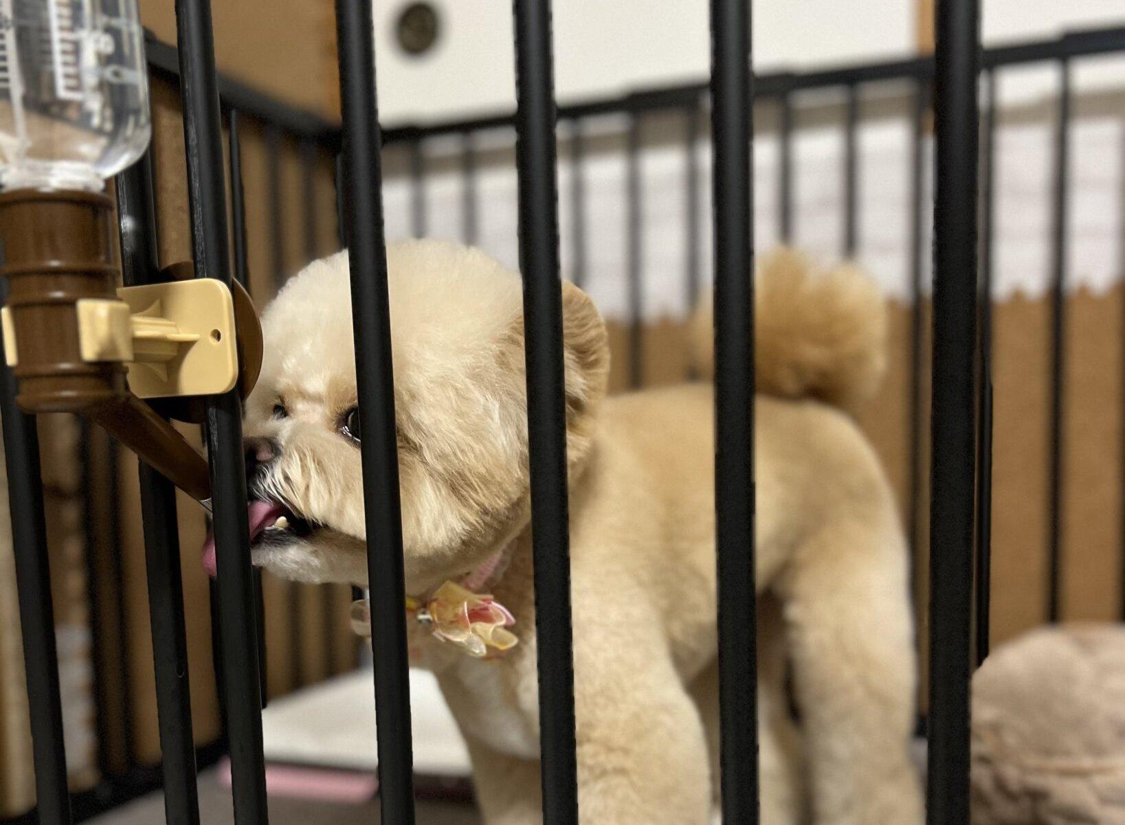 犬の自動給水器おすすめは？電源とコードで選ぶ3タイプ比較