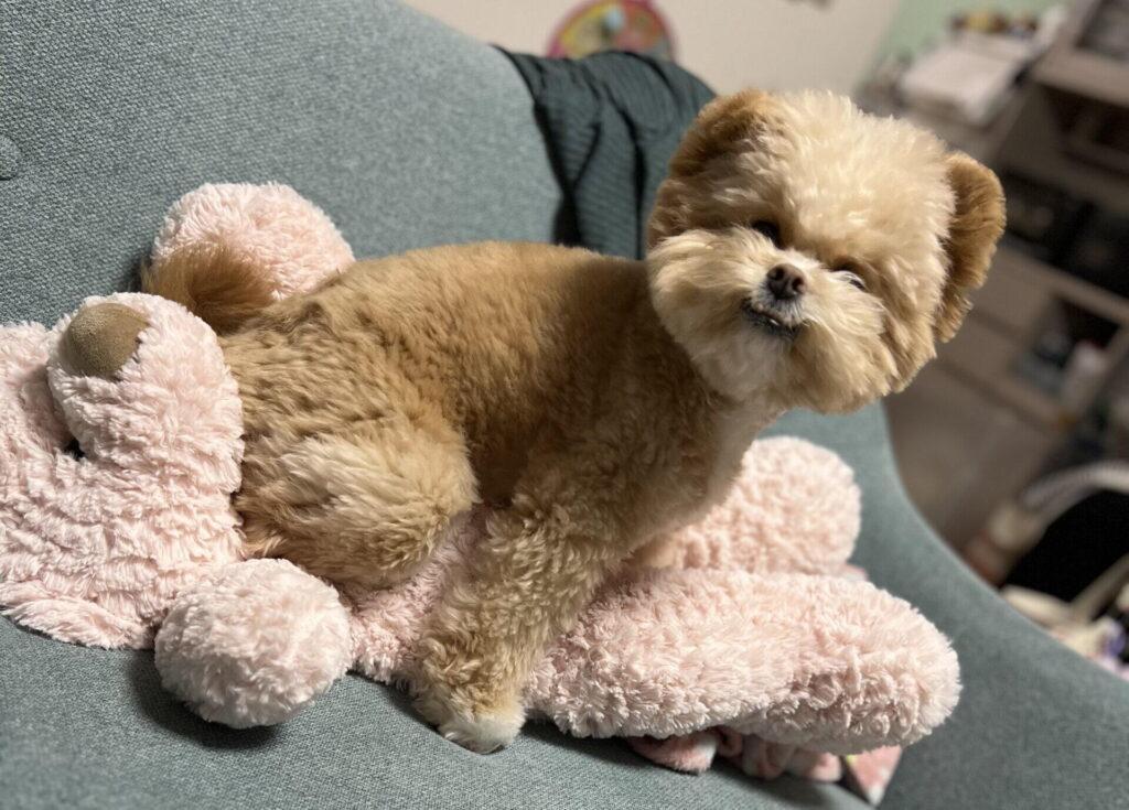 犬の見守りカメラおすすめ7台の比較表