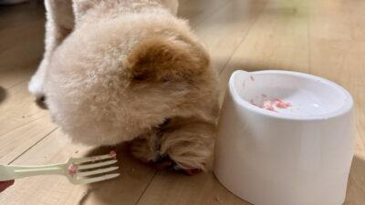 犬のうんちが白い！様子見でいい白さと、すぐ病院の白さ
