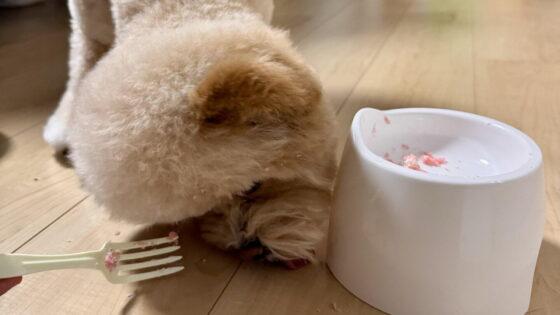 犬のうんちが白い！様子見でいい白さと、すぐ病院の白さ
