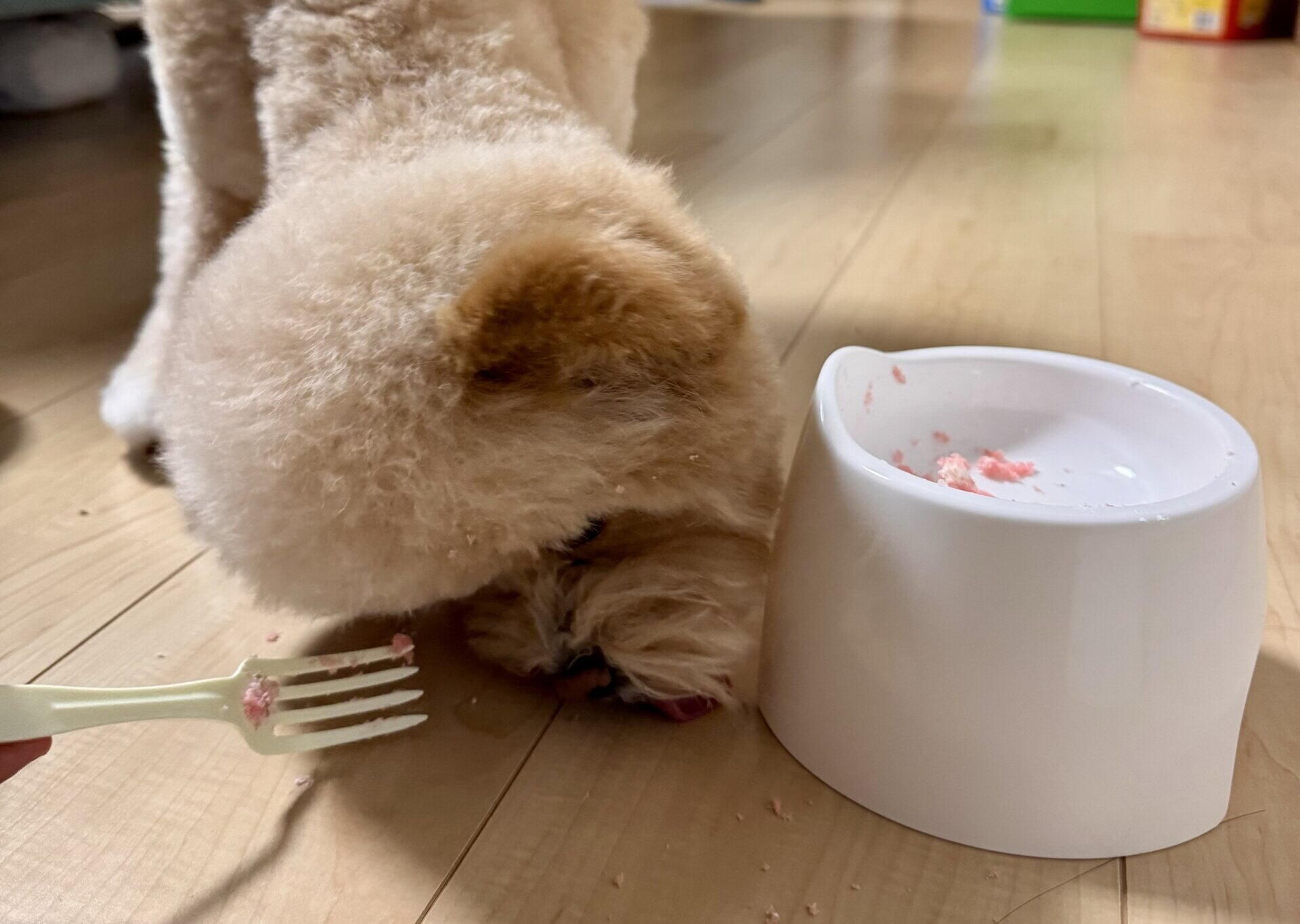 犬のうんちが白い！様子見でいい白さと、すぐ病院の白さ