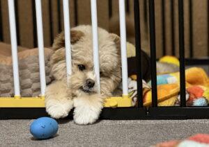 犬の下痢、様子見と病院の分かれ目は？飼い主の実体験で解説