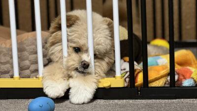 犬の下痢、様子見と病院の分かれ目は？飼い主の実体験で解説