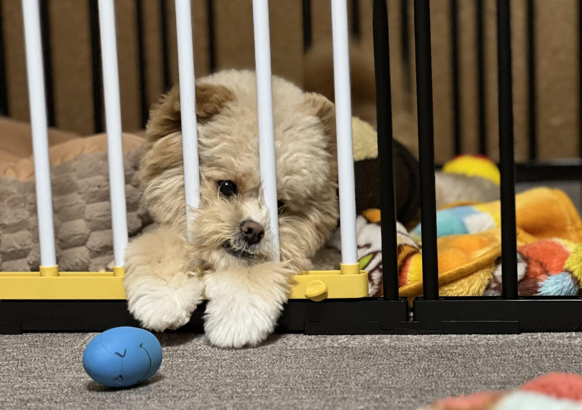犬の下痢、様子見と病院の分かれ目は？飼い主の実体験で解説