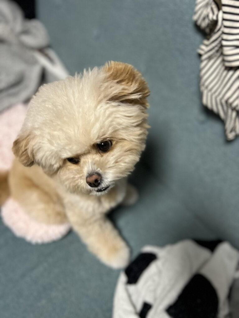 犬の涙やけの主な原因は?
