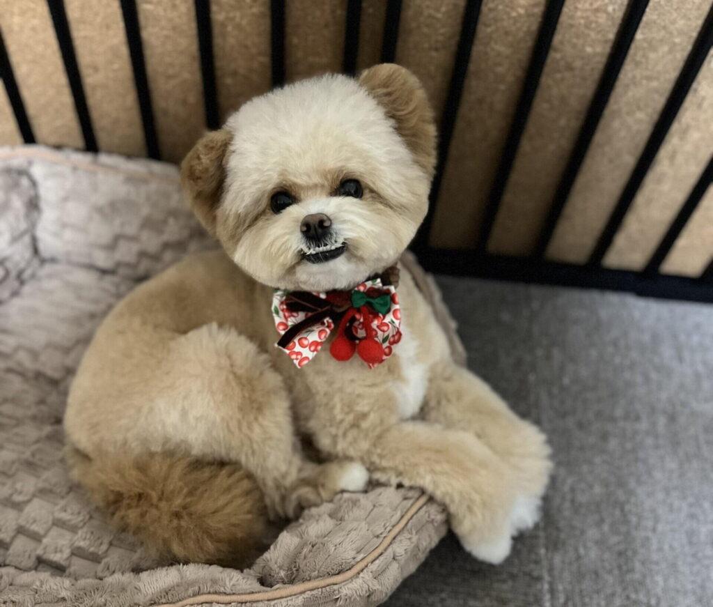 抜けない犬種でも、ゼロにはならない。だから対策で楽になる
