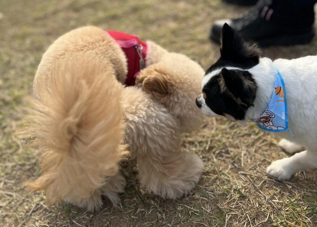失敗しない犬の涙やけサプリの選び方 4チェック