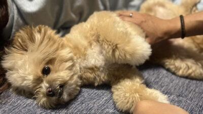犬の毛玉の取り方は”切る前”が9割。我が家の安全なほぐし方
