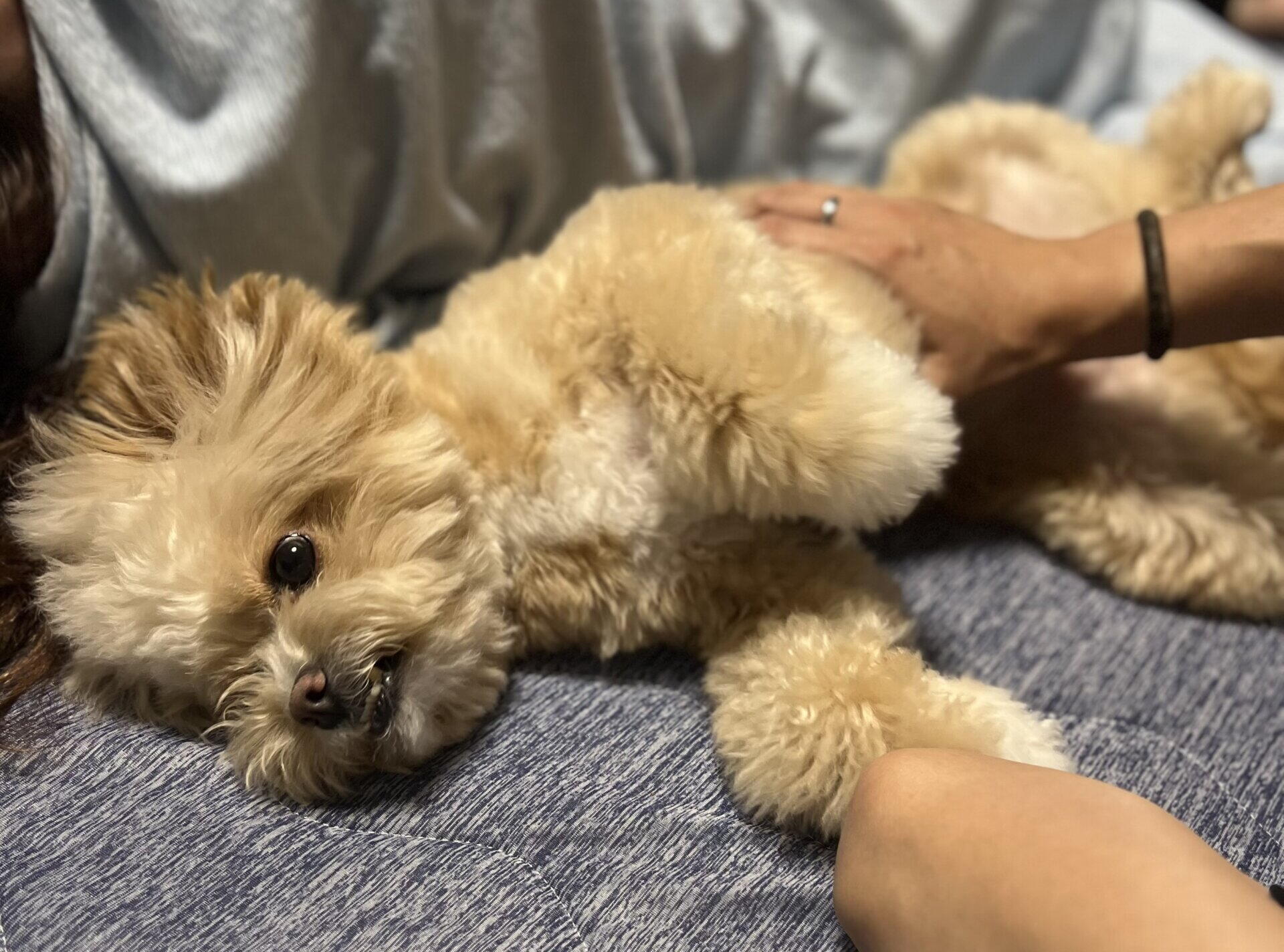 犬の毛玉の取り方は"切る前"が9割。我が家の安全なほぐし方
