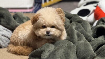 犬の耳掃除の頻度は?2歳ポメプーと暮らす我が家のリアルな目安