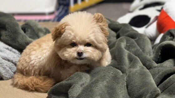犬の耳掃除の頻度は？2歳ポメプーと暮らす我が家のリアルな目安