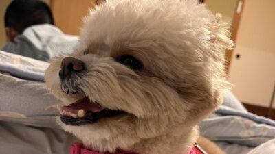 犬の涙やけとは?原因と毎日できるケアを飼い主が解説