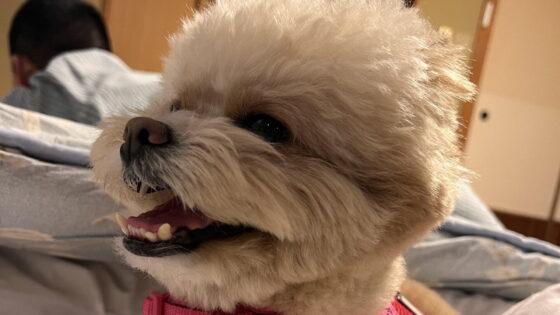 犬の涙やけとは？原因と毎日できるケアを飼い主が解説