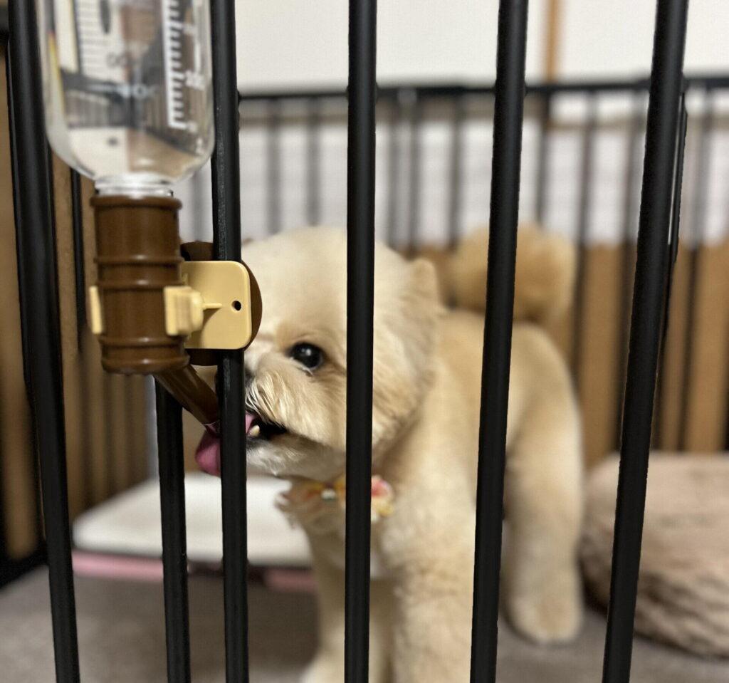 水は1日どれくらい?衛生的に保つコツ