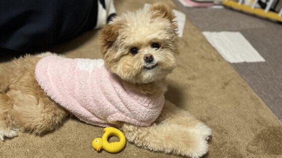 犬が爪切りを嫌がって暴れる…2年試してたどり着いた我が家の爪ケア