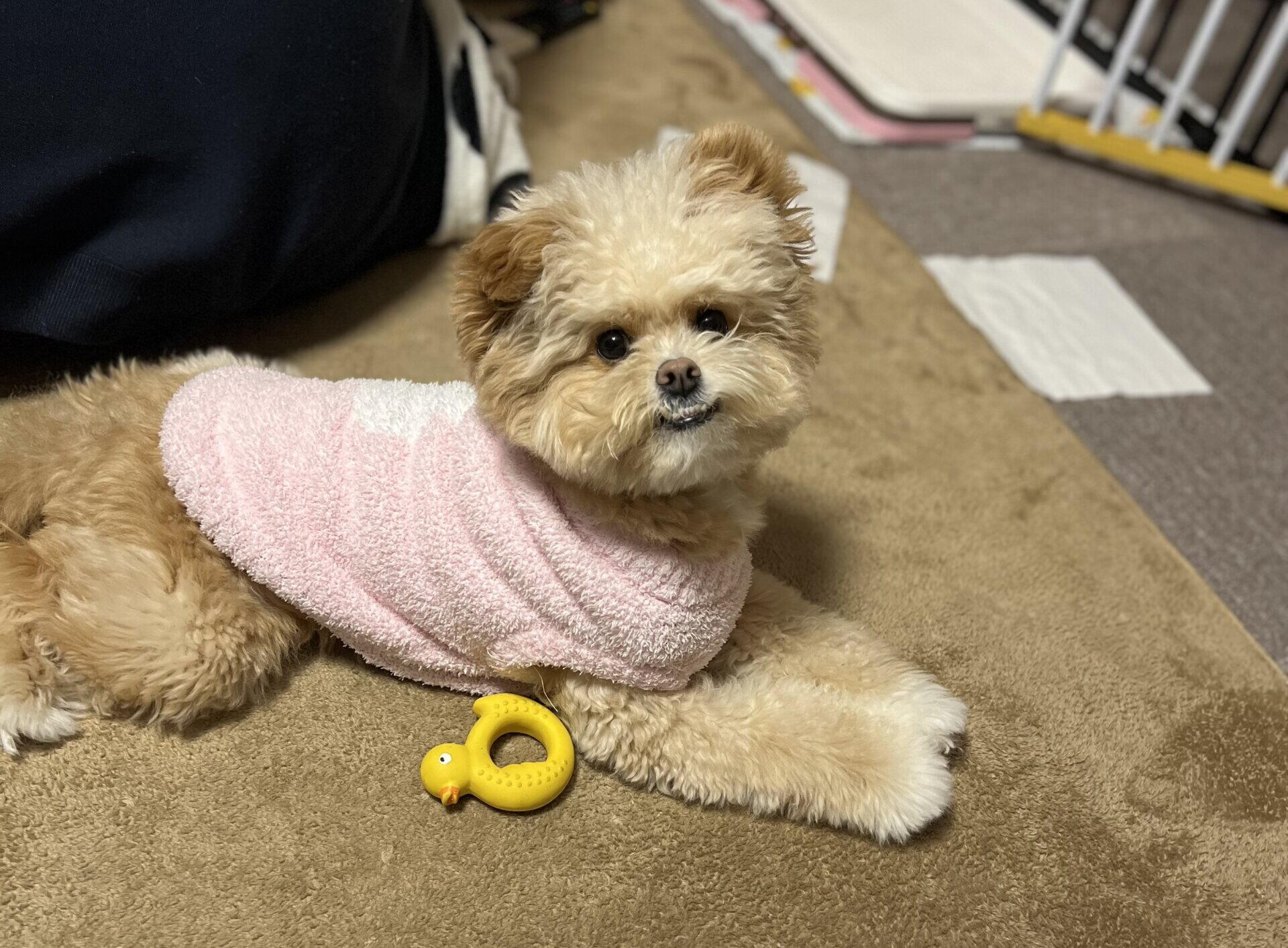 犬が爪切りを嫌がって暴れる…2年試してたどり着いた我が家の爪ケア