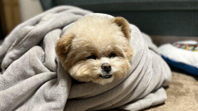 犬の口臭サプリおすすめは2タイプで選ぶ。偏食犬に選んだ失敗しない基準