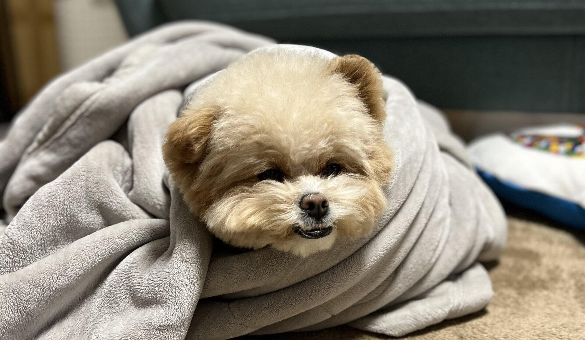 犬の口臭サプリおすすめは2タイプで選ぶ。偏食犬に選んだ失敗しない基準