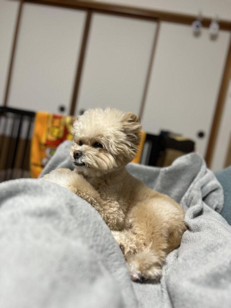 なぜ犬の毛は抜ける?換毛期とダブルコートの関係