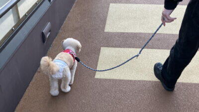 犬の医療費は平均年6.7万円。実際に払った額と備え方を飼い主が解説