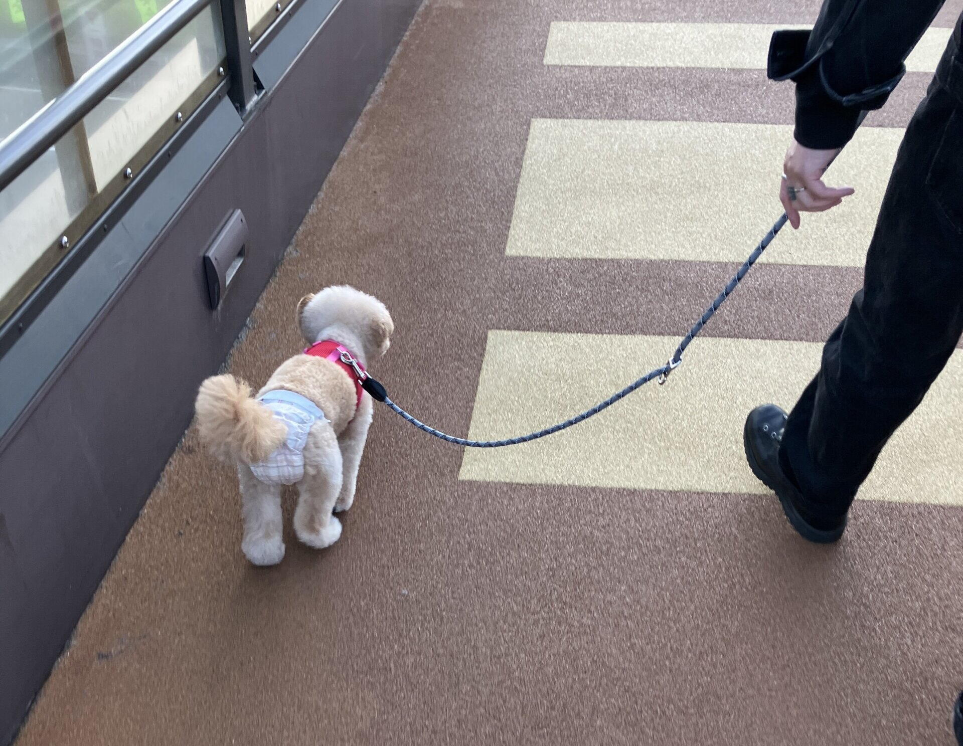 犬の医療費は平均年6.7万円。実際に払った額と備え方を飼い主が解説