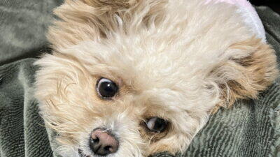 犬の服の洗濯は3ステップ。洗っても獣臭が残る原因も解説