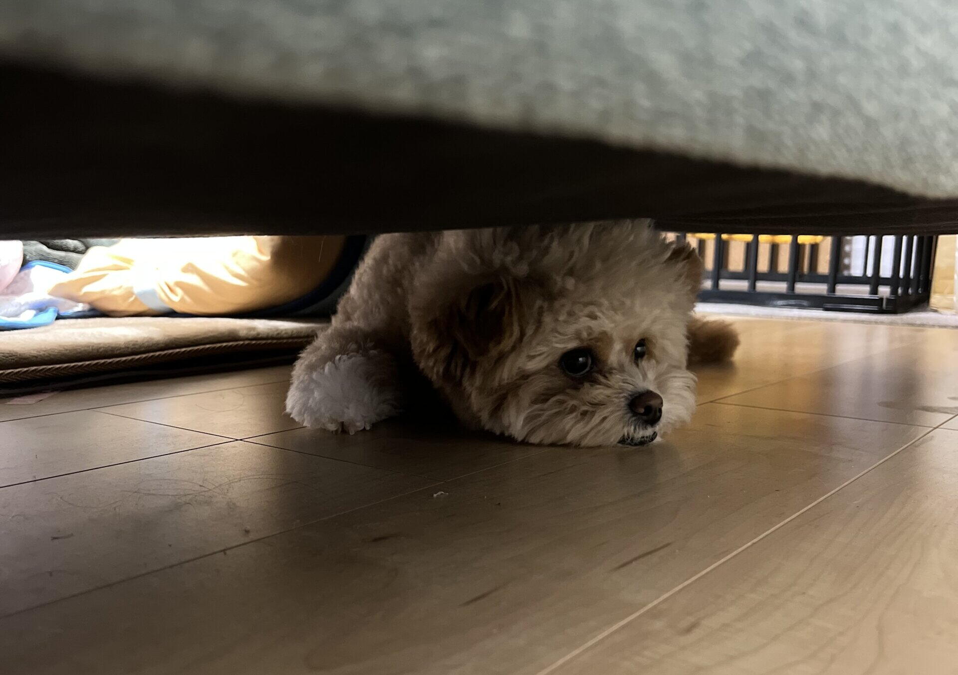 犬の抜け毛対策はこの5つ。抜けない犬種のはずでも毛は落ちた