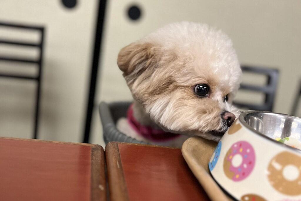 犬の涙やけの原因は2タイプ サプリが届く原因と届かない原因を3レーンで仕分ける