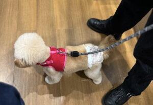 犬の関節サプリおすすめ7選 小型犬の飼い主が成分で本音比較