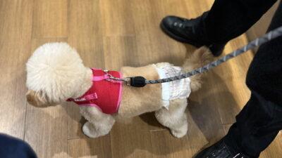 犬の関節サプリおすすめ7選 小型犬の飼い主が成分で本音比較