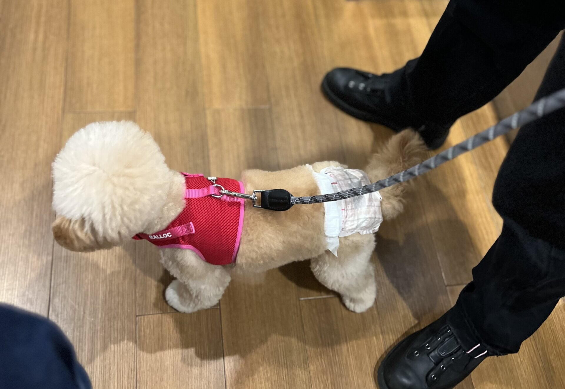 犬の関節サプリおすすめ7選 小型犬の飼い主が成分で本音比較