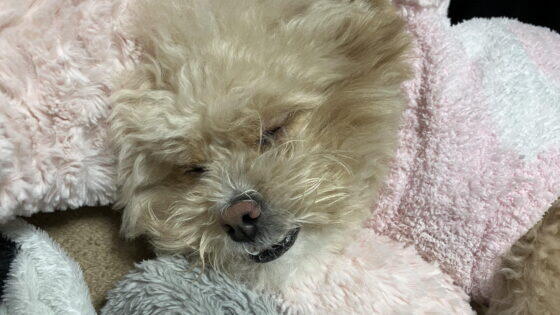 犬の便秘、何日で病院に行く？受診した飼い主の実体験