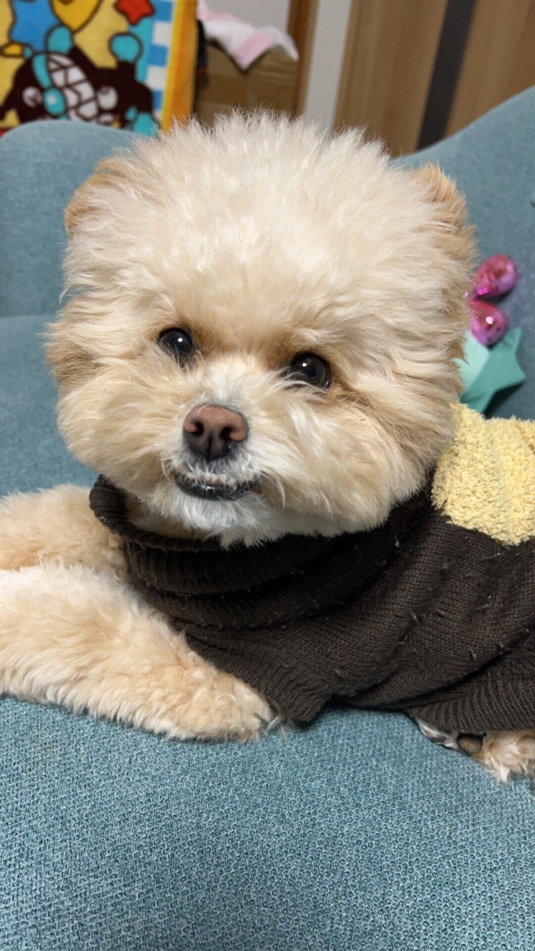 茶色と黄色のニットを着て、ソファでこちらを見るポメプー