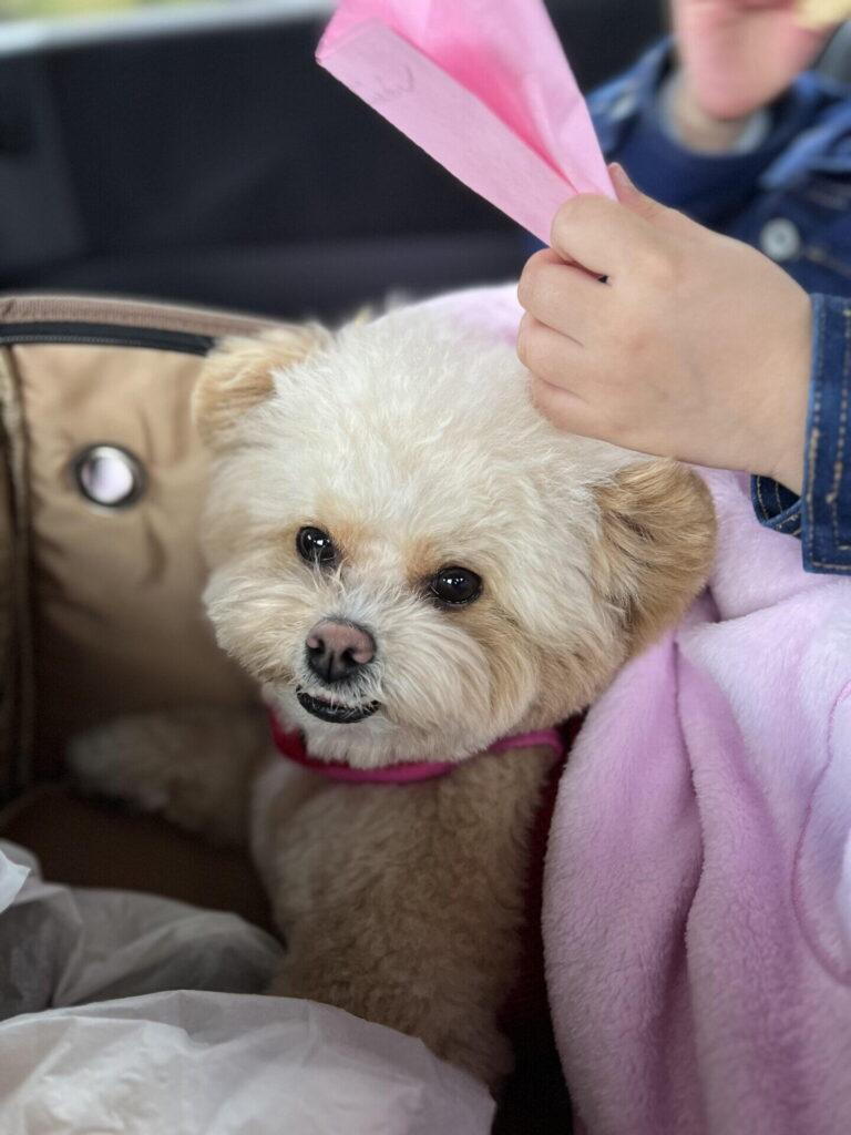 犬の耳掃除のやりすぎがよくない理由