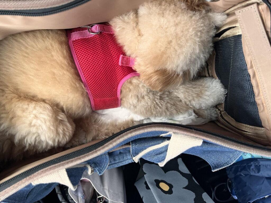 ピンクのハーネスを着て、シーツを敷いたキャリーバッグの中で丸くなって眠るポメプー