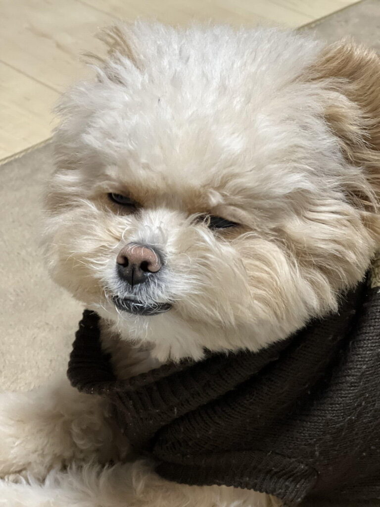 犬の耳掃除グッズの選び方【シート・洗浄液・NG道具】