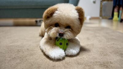 犬のシャンプー頻度は月1回で足りる?自宅で洗わない我が家の話
