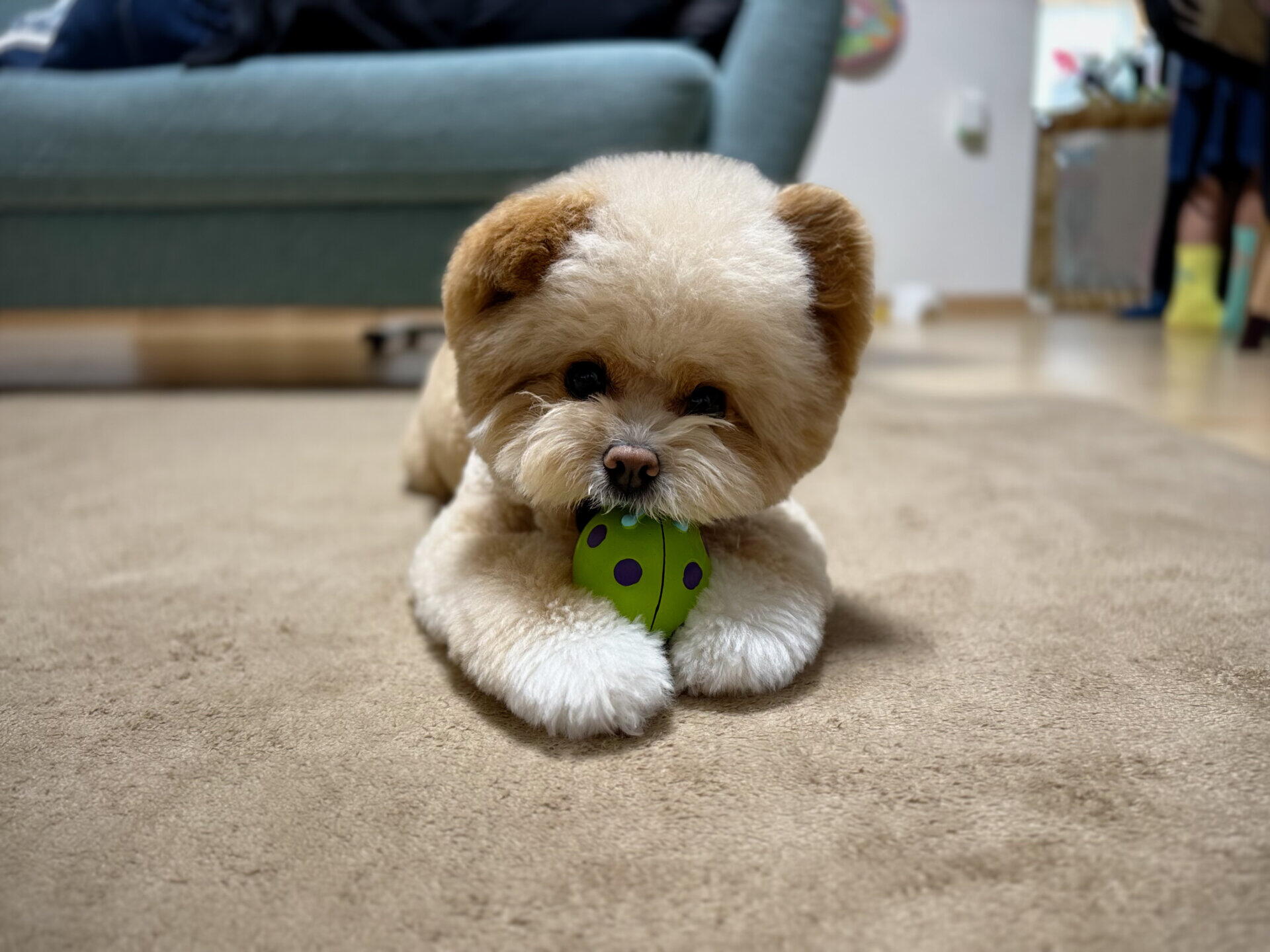 犬のシャンプー頻度は月1回で足りる？自宅で洗わない我が家の話
