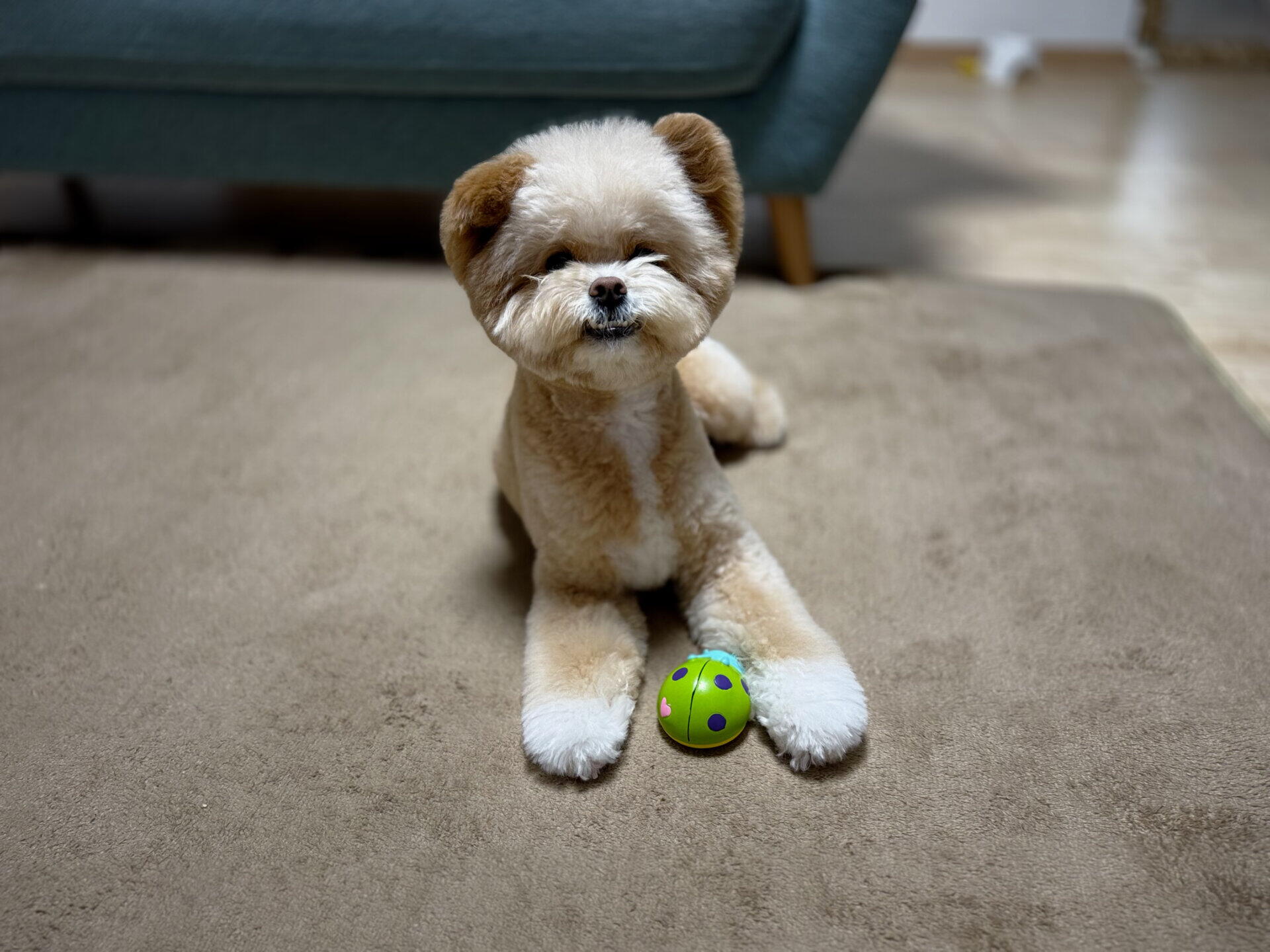 犬のトリミングは自宅でどこまで？カットを見送った飼い主の本音