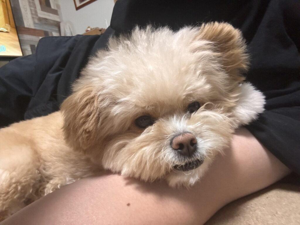 犬が飼い主と一緒に寝たがるのはなぜ？