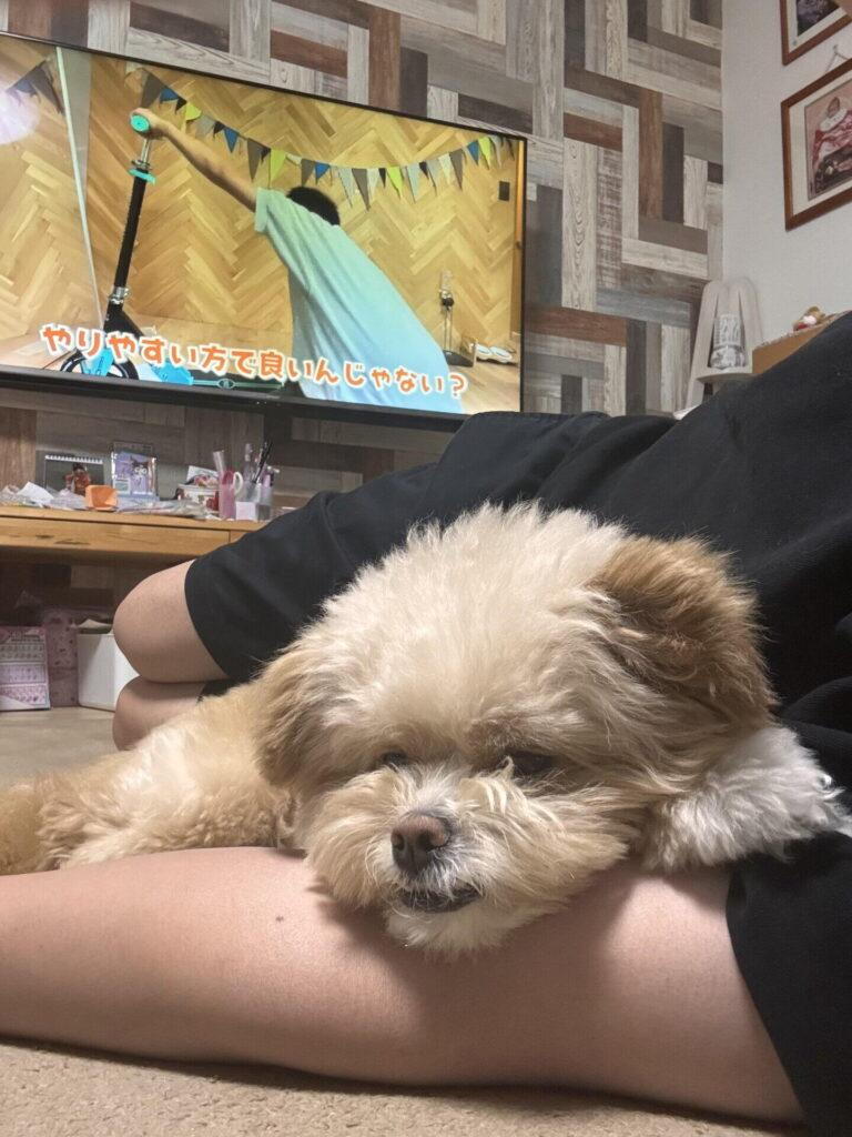 犬と一緒に寝ていいのはいつから？月齢より「落ち着き」で見る