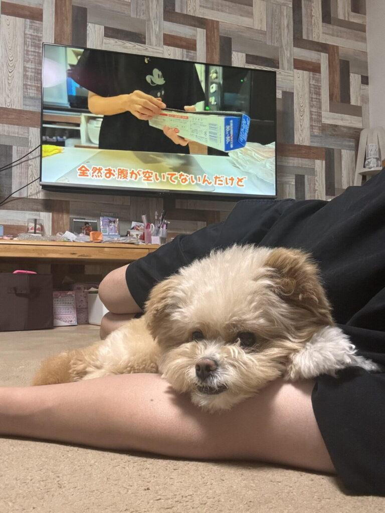 飼い主の腕に顎を乗せてくつろぐ、耳の立ったクリーム色の小型犬