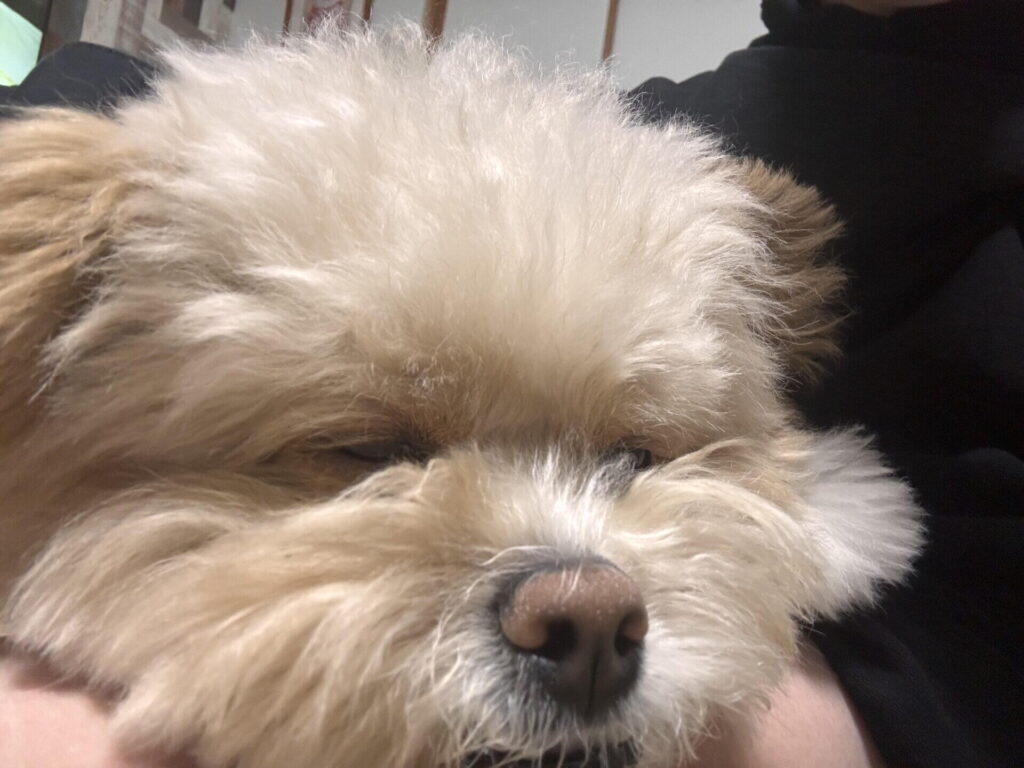 頻度を数えるより、予定に乗せてしまうほうがラク