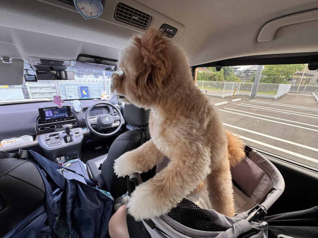 車の後部座席に載せたカートのかごから立ち上がり、フロントガラスの先を見るポメプーのパフィ