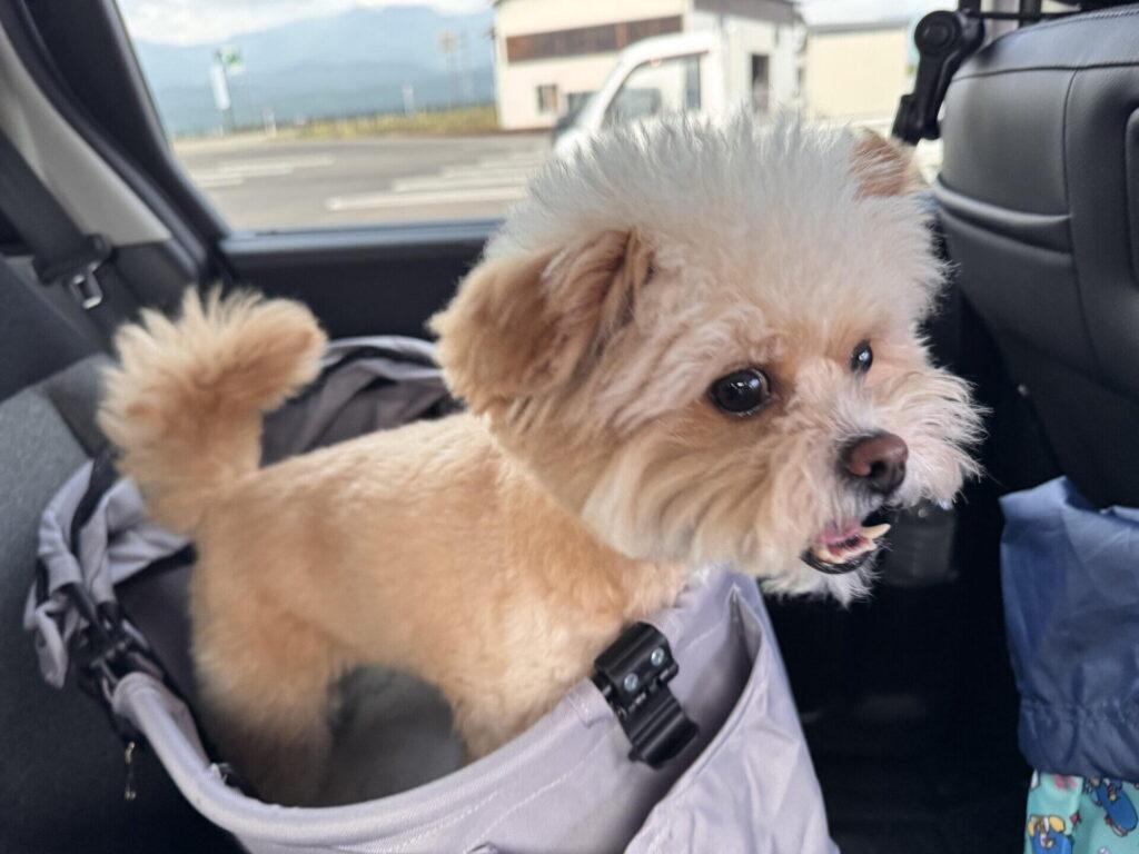 車の後部座席に置いたキャリーから顔を出すポメプー