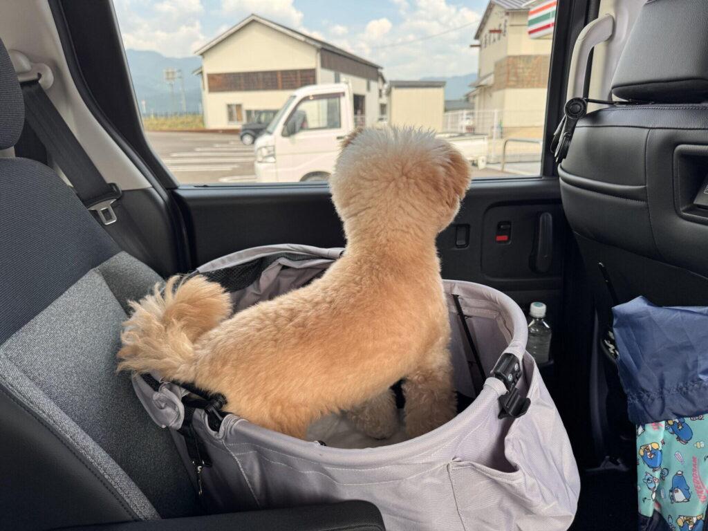 京都で犬と泊まれる宿を選ぶなら、まず街なかか日本海かを決める